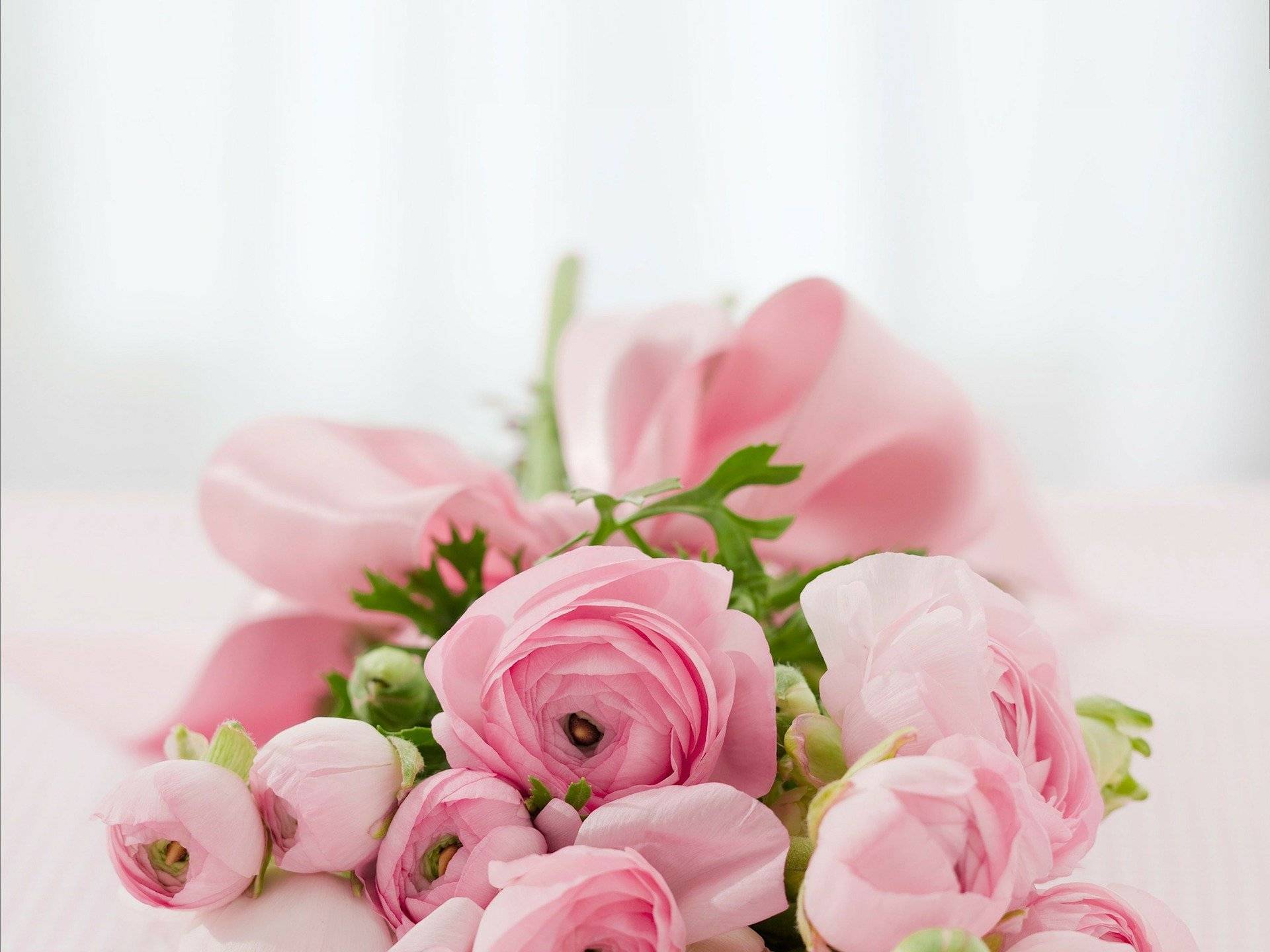 Pink Roses Image